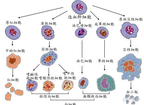 哺乳动物成熟的红细胞和高等植物成熟的筛管细胞没有细胞核那它们也没