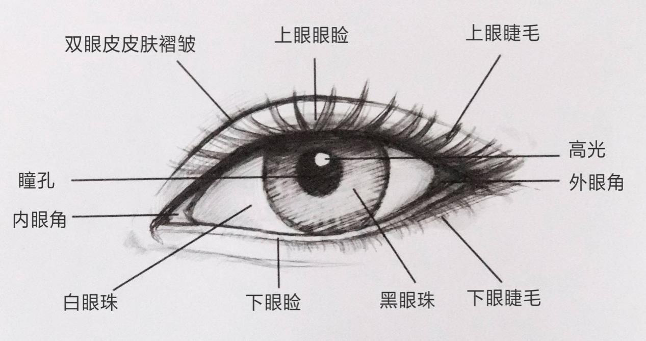 眼睛正面结构图图片