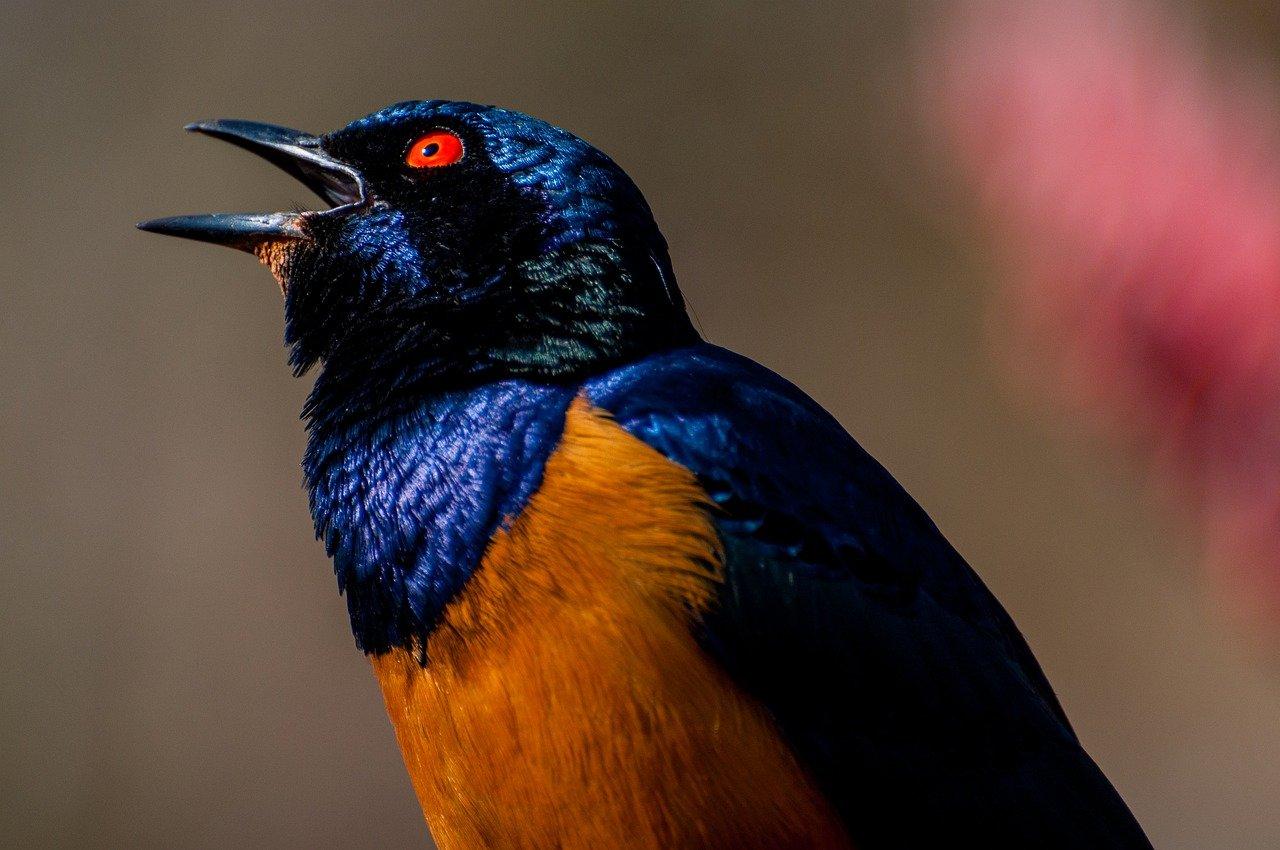 爸爸像骆驼般坚韧