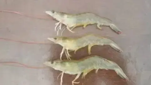 轻松识别虾病多图 认识不同状态的虾鳃