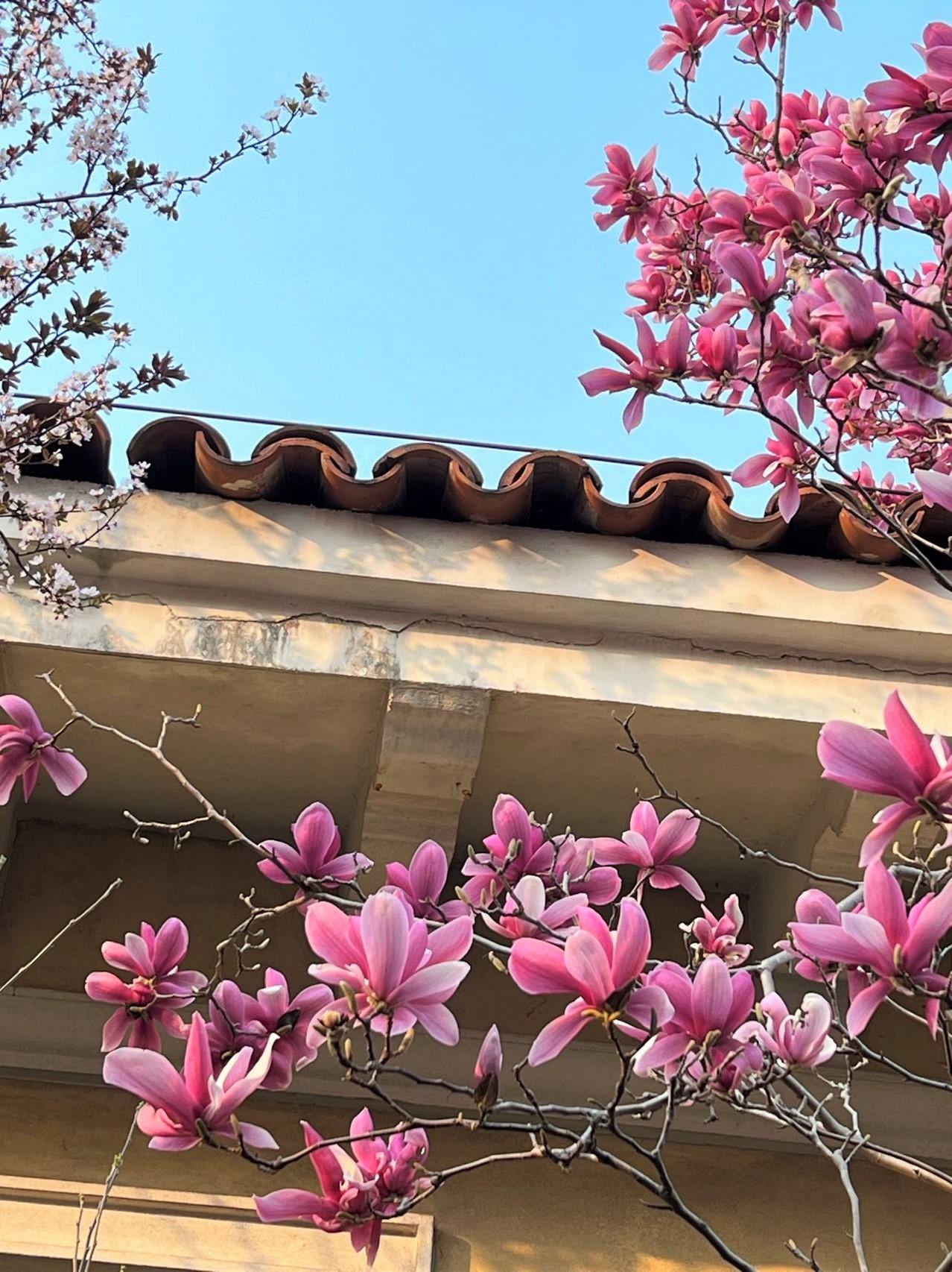 满园春色 梅花 桃花 杏花 樱花 梨花 李花 海棠花 你都分得清吗 知乎