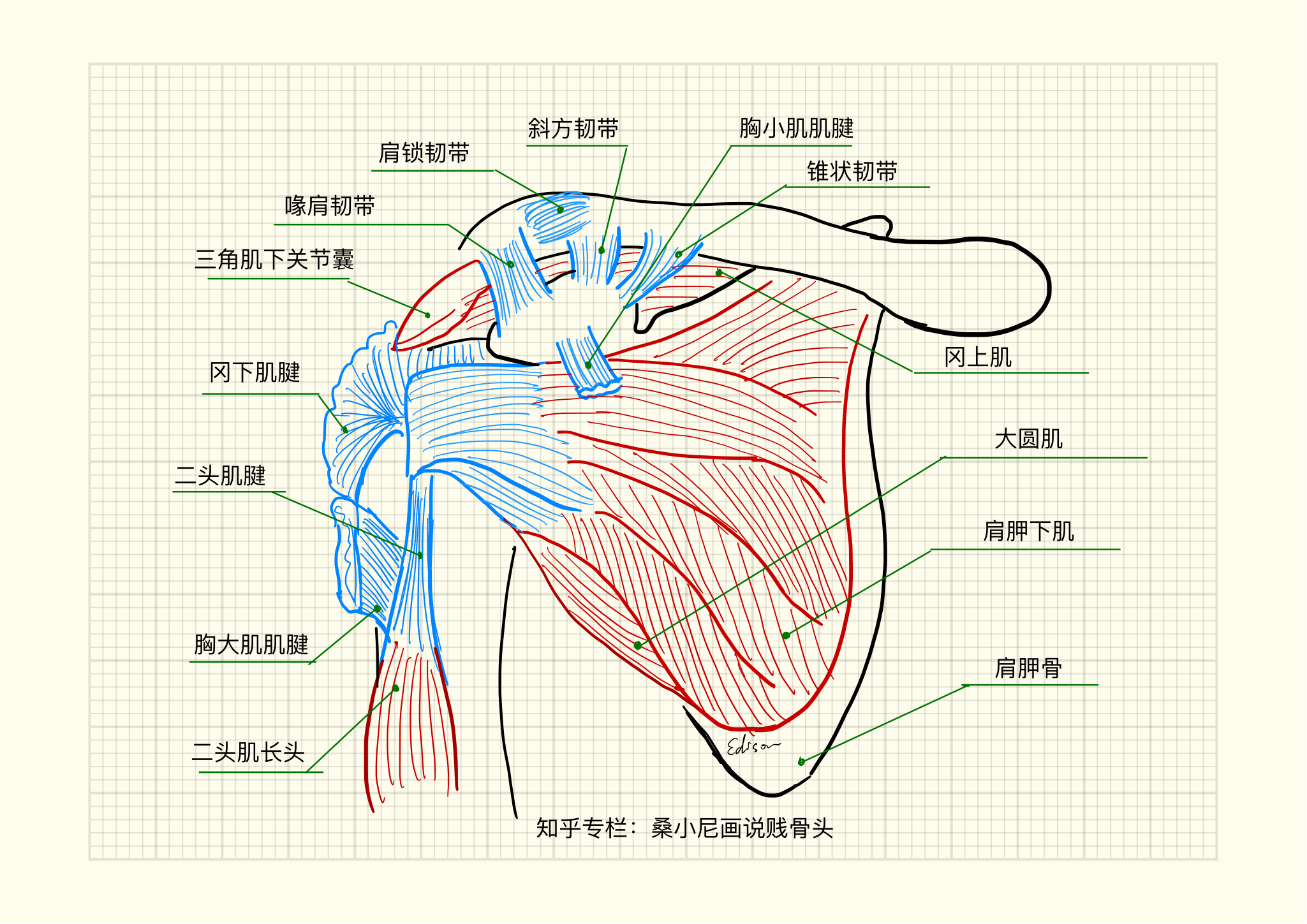 肩膀构造图解图片