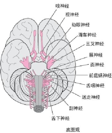 人体解剖学基础: 人体十二对颅神经
