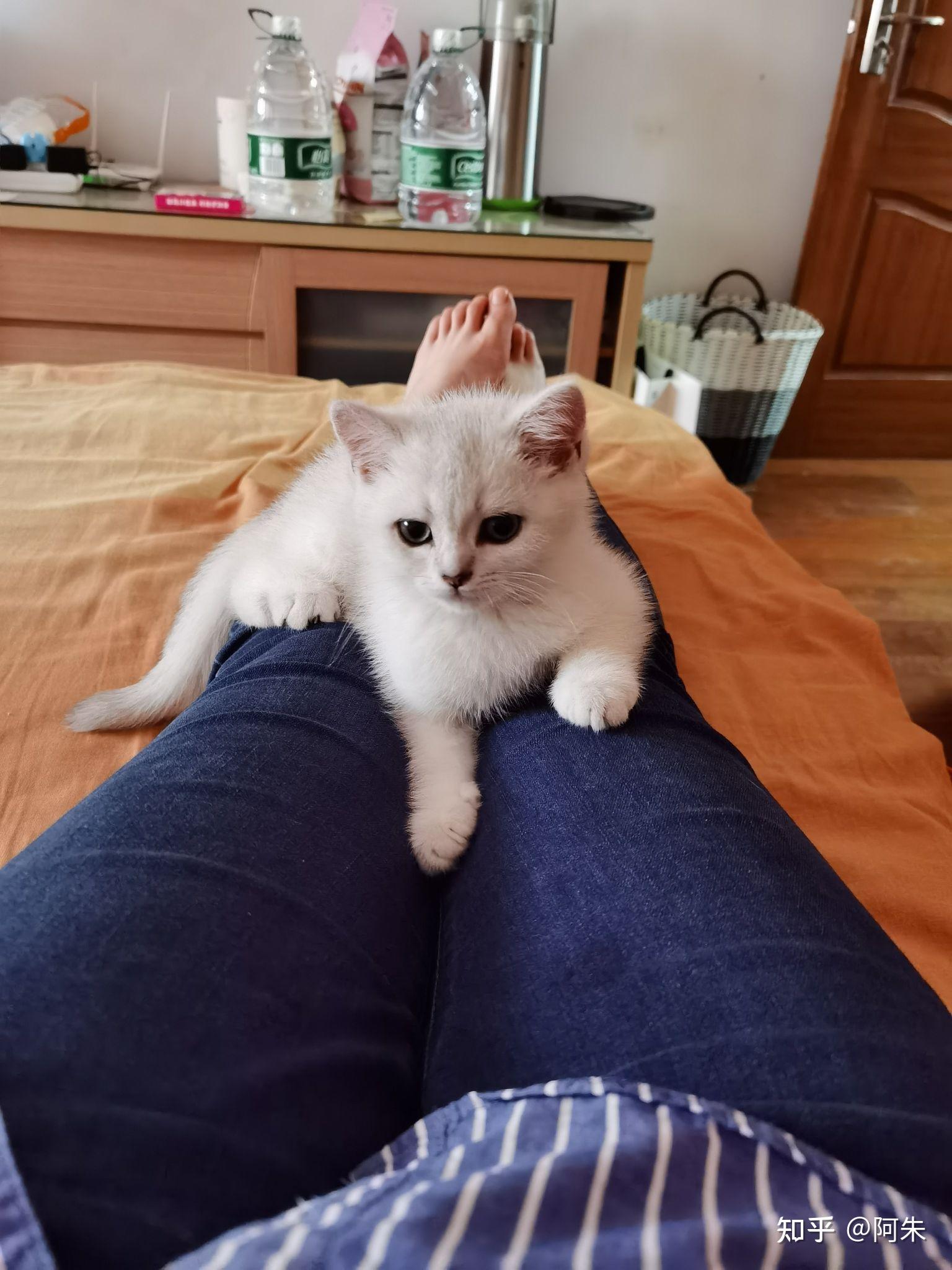 有对猫咪过敏,还坚持在养猫的朋友吗? - 知乎