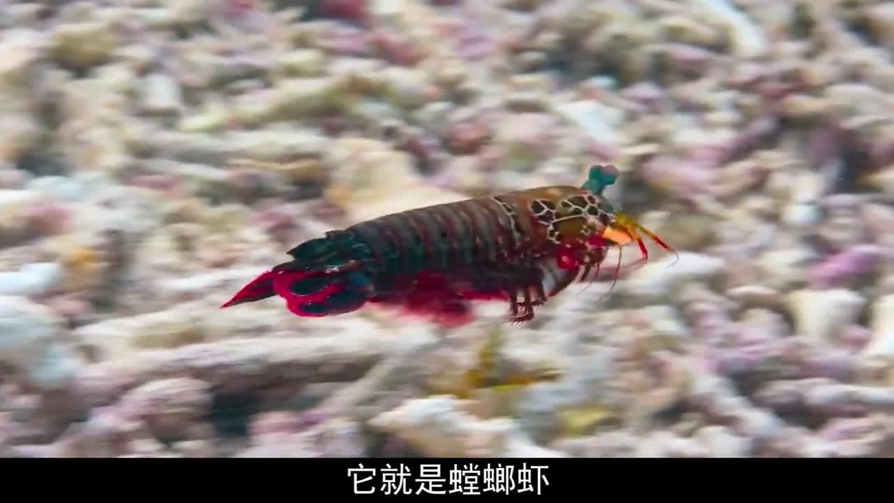 螳螂虾打碎鱼缸图片