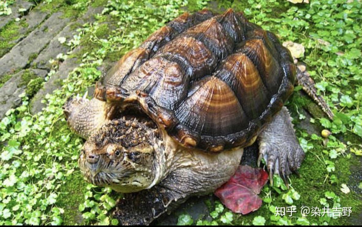 鳄鱼龟多少钱一只? - 知乎