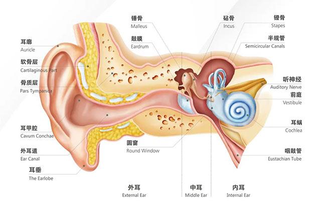 耳朵分为三个部分