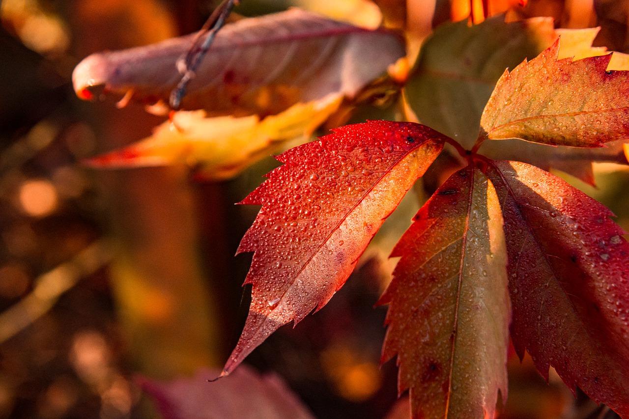 桂花叶干枯如何救治