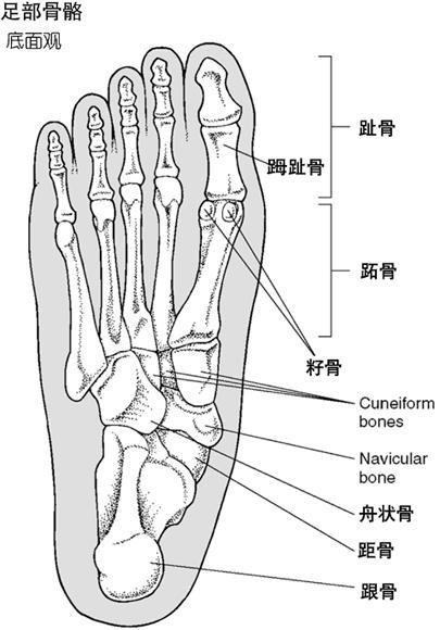 第二跖骨在什么位置图片