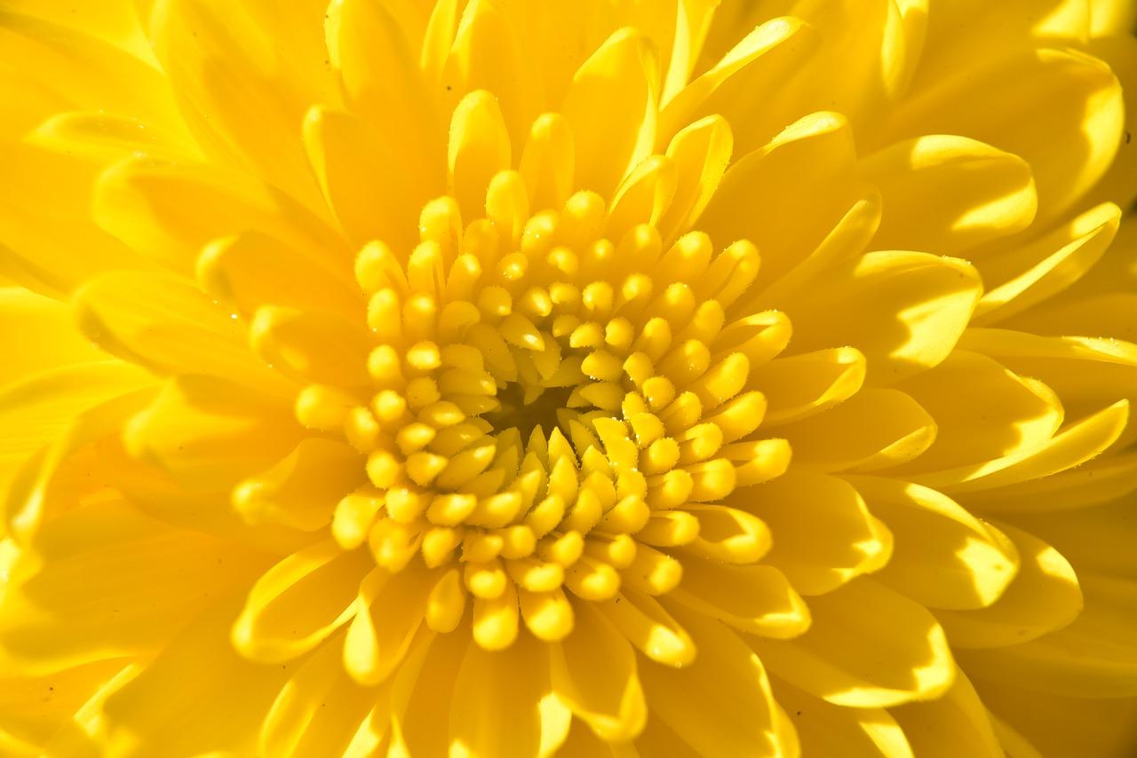 菊花的风采与寓意