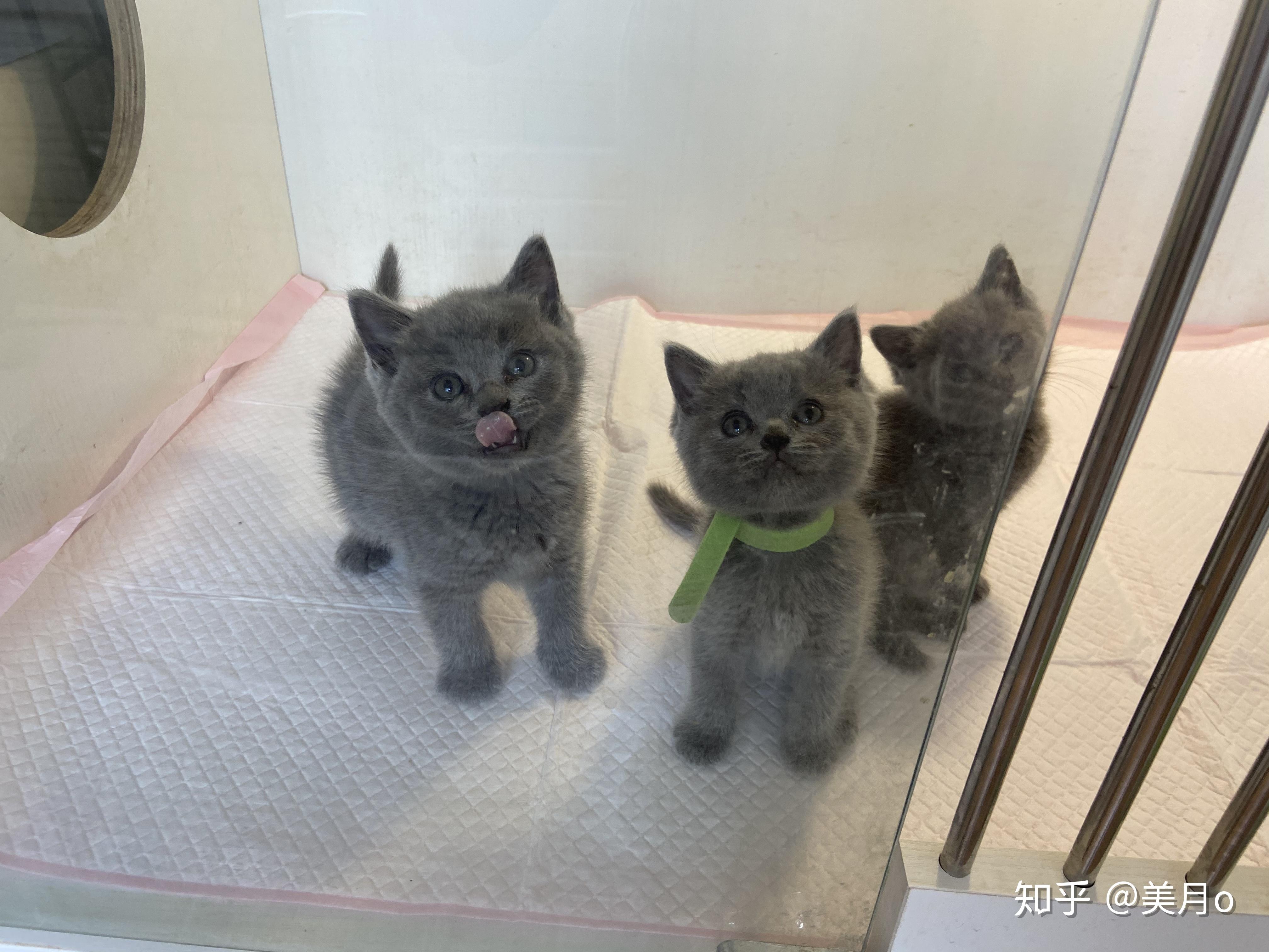 有人试过布偶猫和蓝猫配种的吗? - 知乎