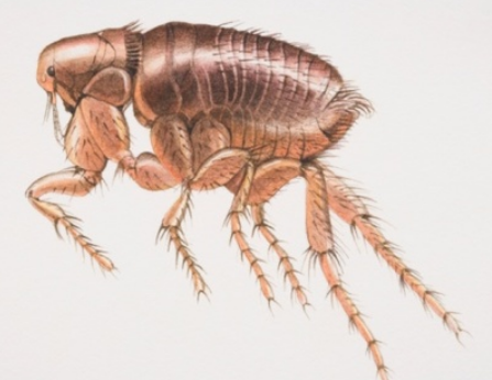 会跳,但是跟网上的跳虫图片又不太像?