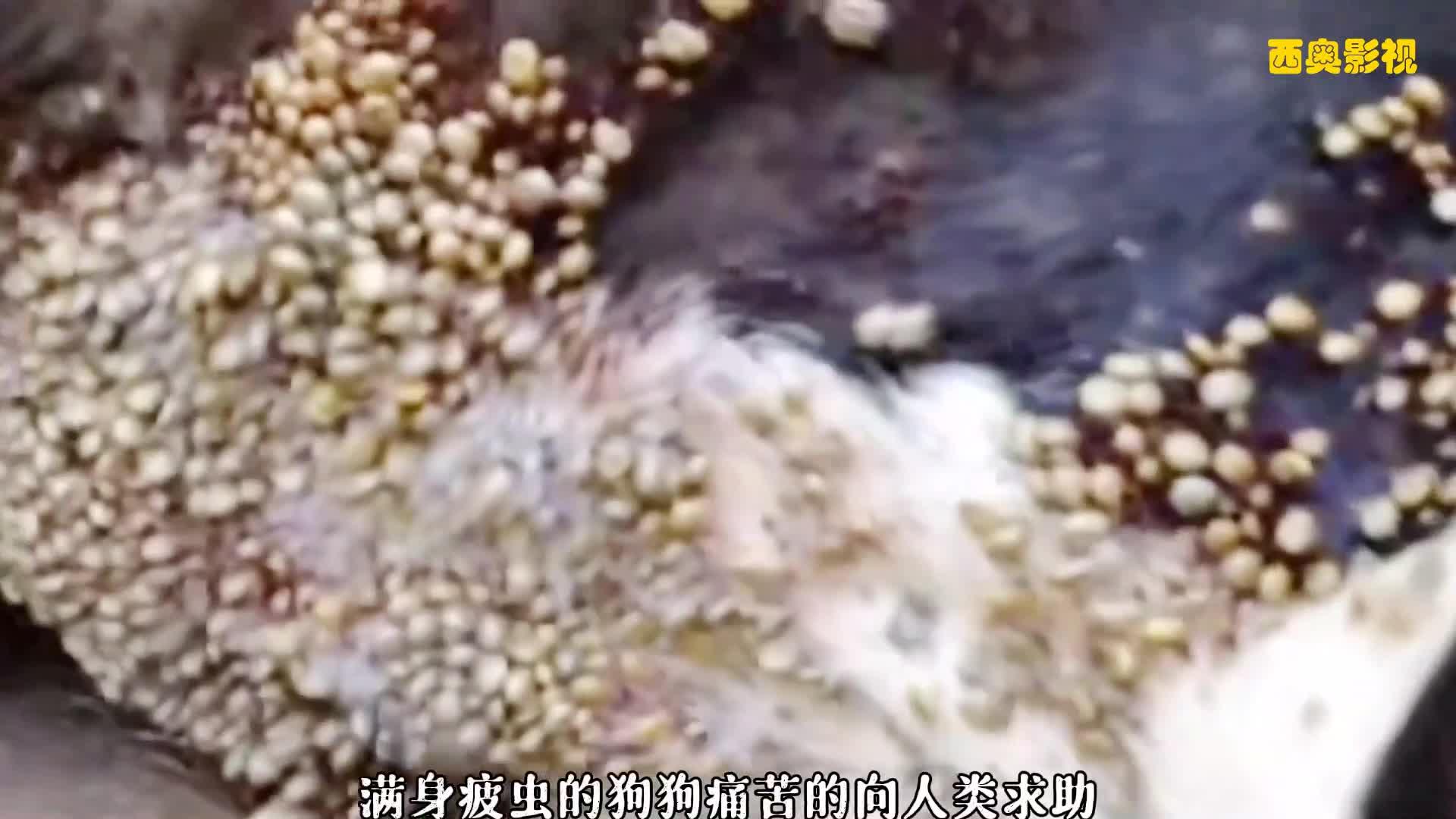 琥珀螺僵尸蜗牛吃鸟粪被寄生虫寄生再被鸟吃陷入无线循环