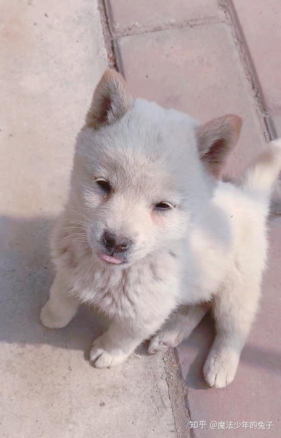请问混血的柴犬毛发会一直是黑色的吗