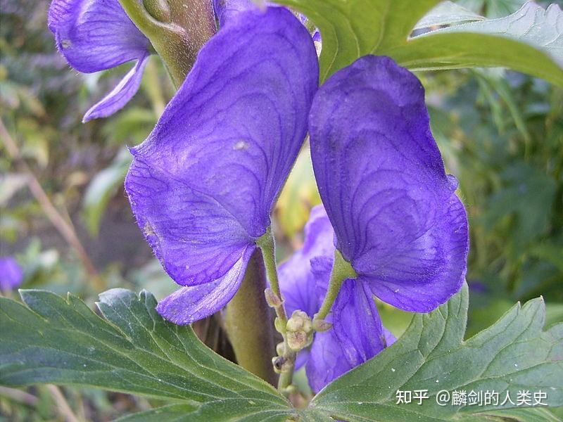 【植物界全系列】毛茛目—毛茛科（一）：乌头 - 知乎