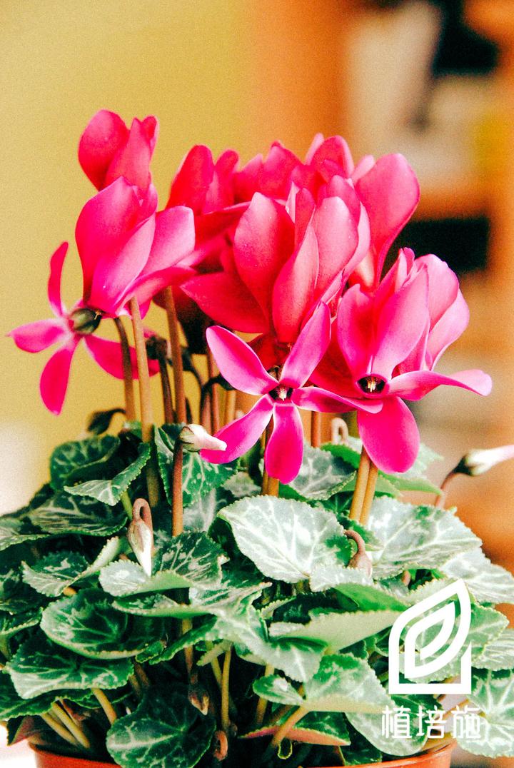 「植培施」仙客来Cyclamen persicum 温室花卉栽培手册 - 知乎