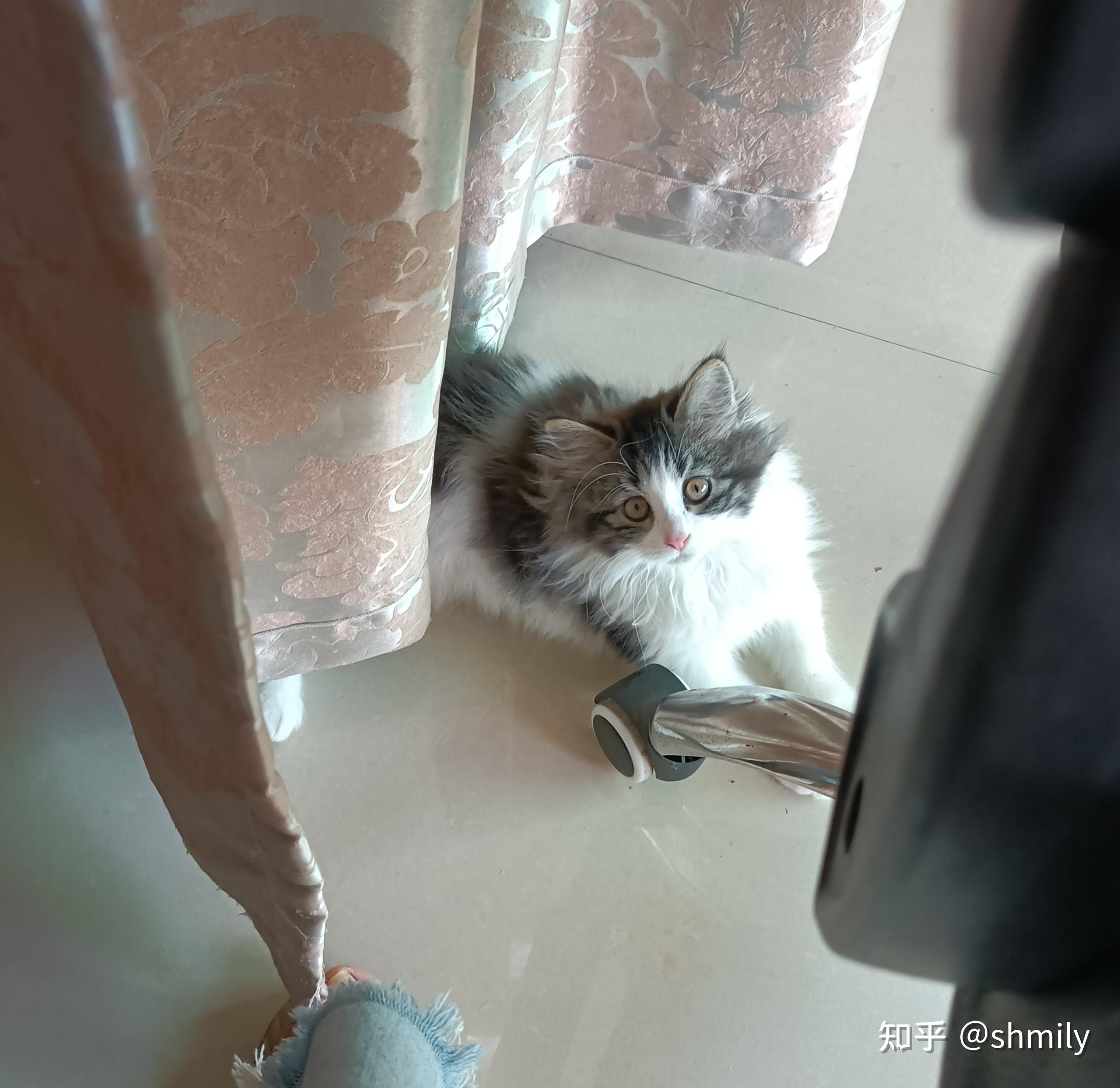 布偶和蓝猫串 小猫会有和布偶一样颜色的吗?