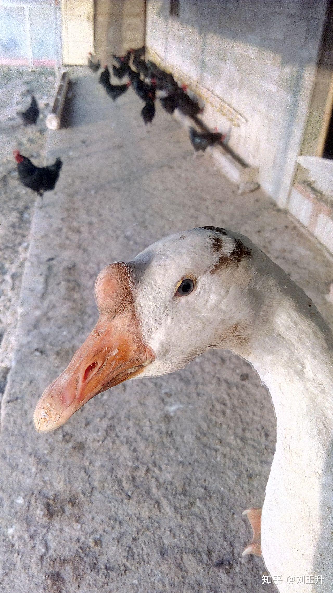 东北大鹅头顶的包叫什么