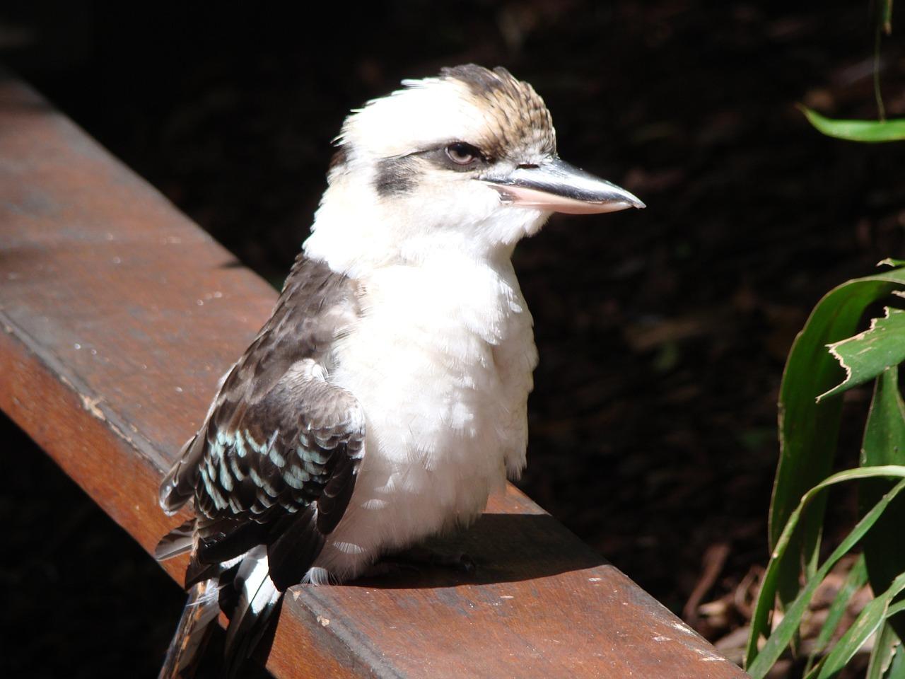 qld是澳大利亚哪里