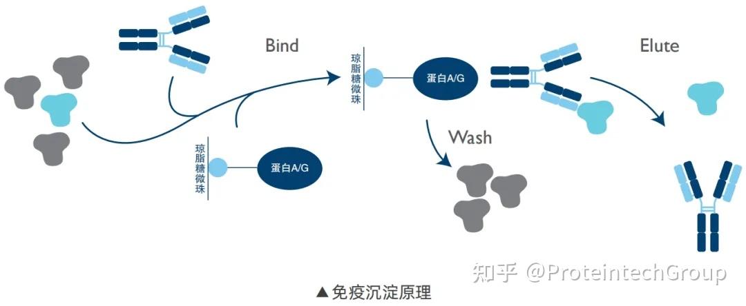 IP/Co-IP如何消除杂带干扰?抗体选择很重要! - 知乎