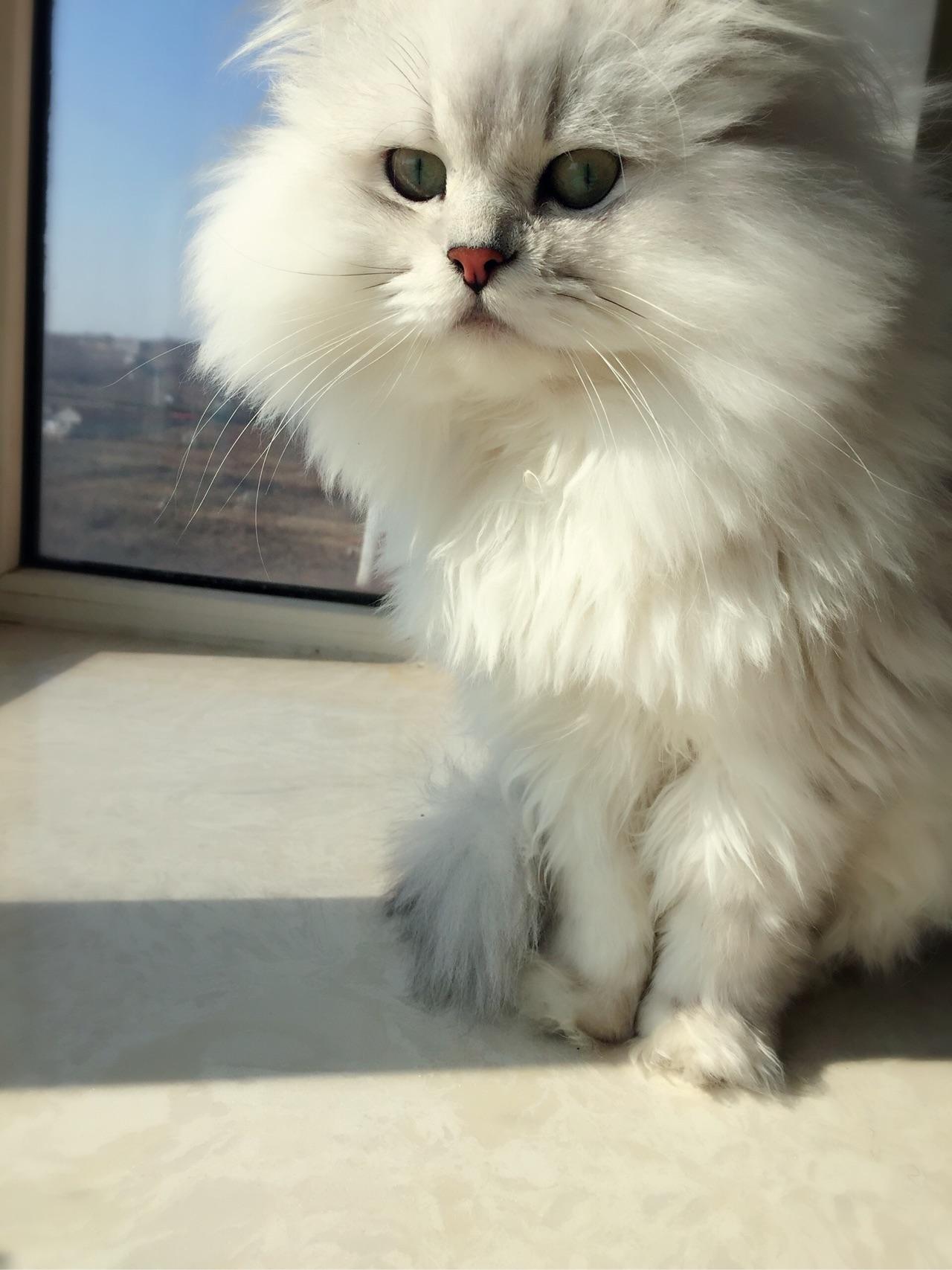 养金吉拉是怎样的体验