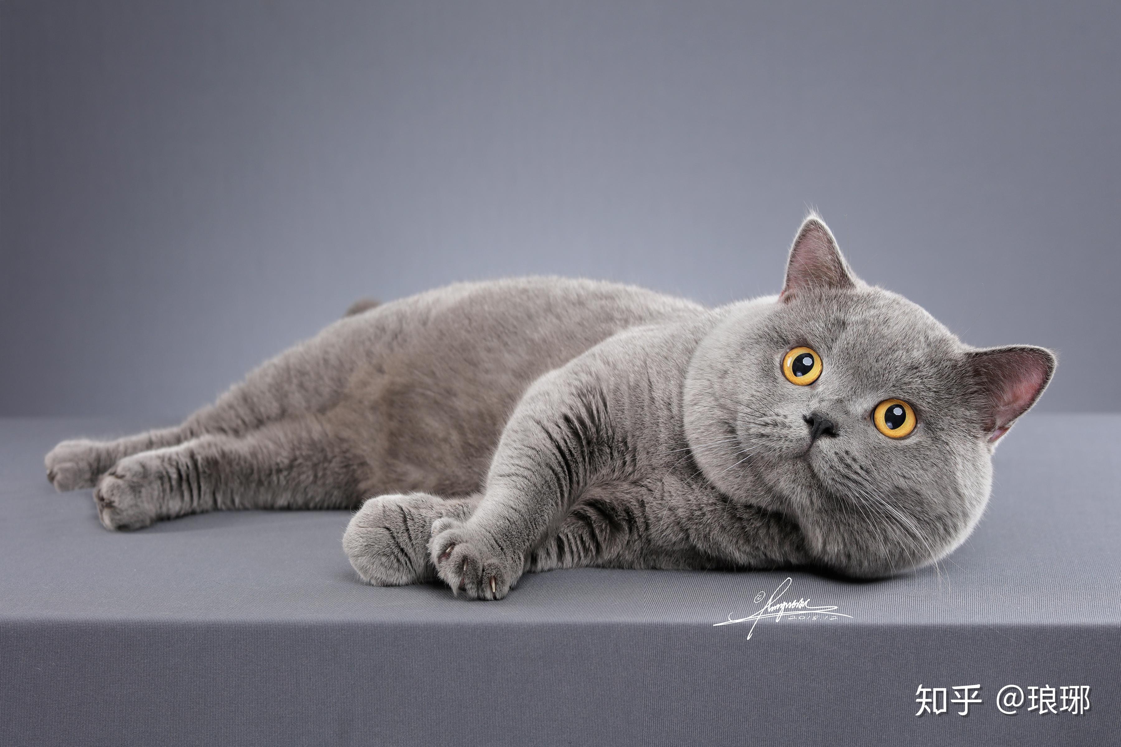 请问在深圳开一个cfa注册正规英国短毛猫英短蓝猫猫舍是什么一种什么