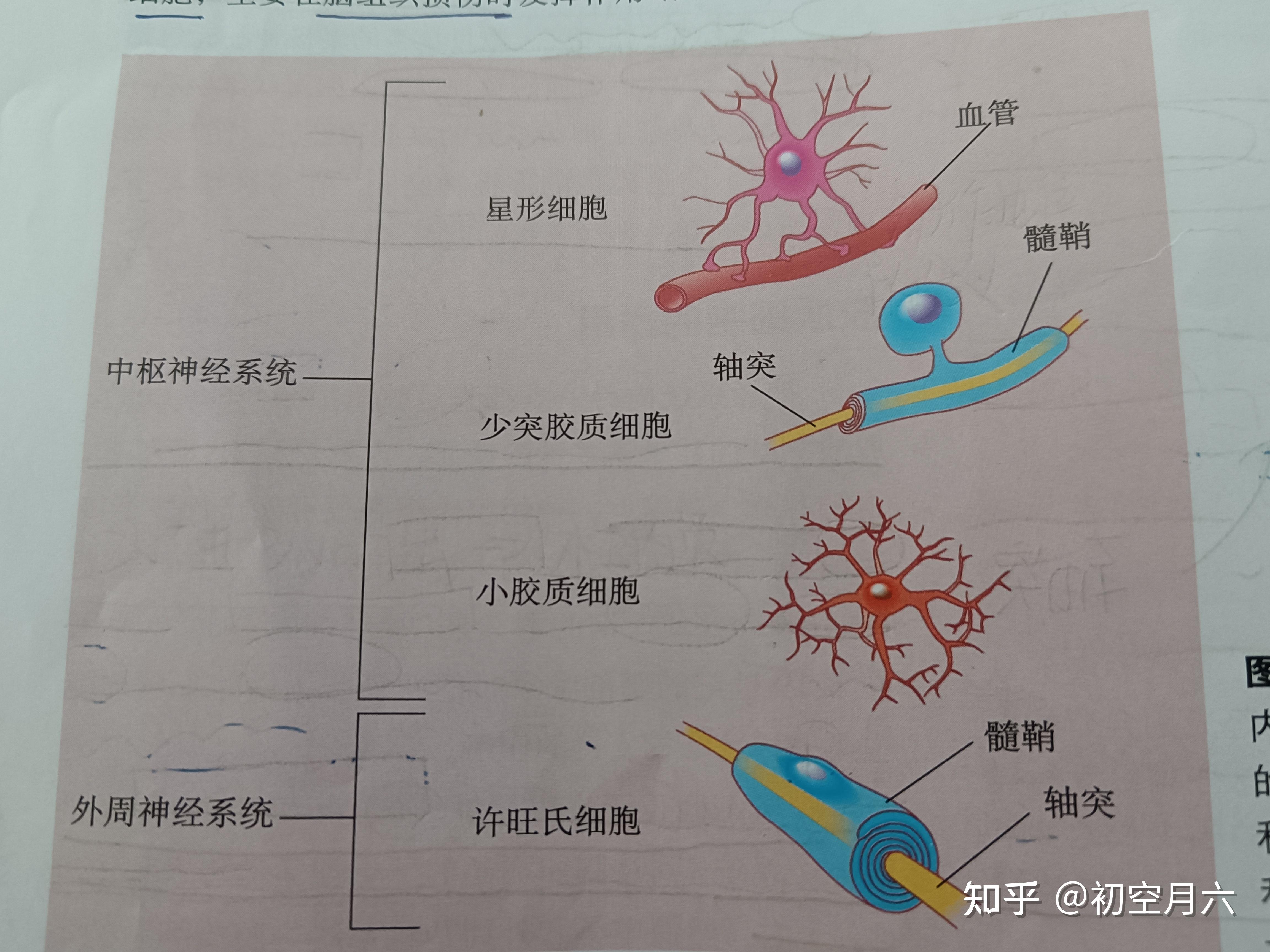《认知神经科学》笔记//神经系统的细胞（第二章 细胞机制与认知） - 知乎