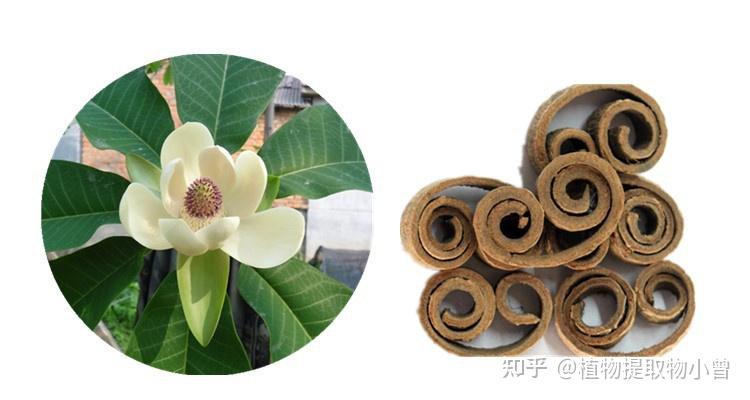 厚朴树皮提取物（Magnolia Bark Extract）的介绍 - 知乎