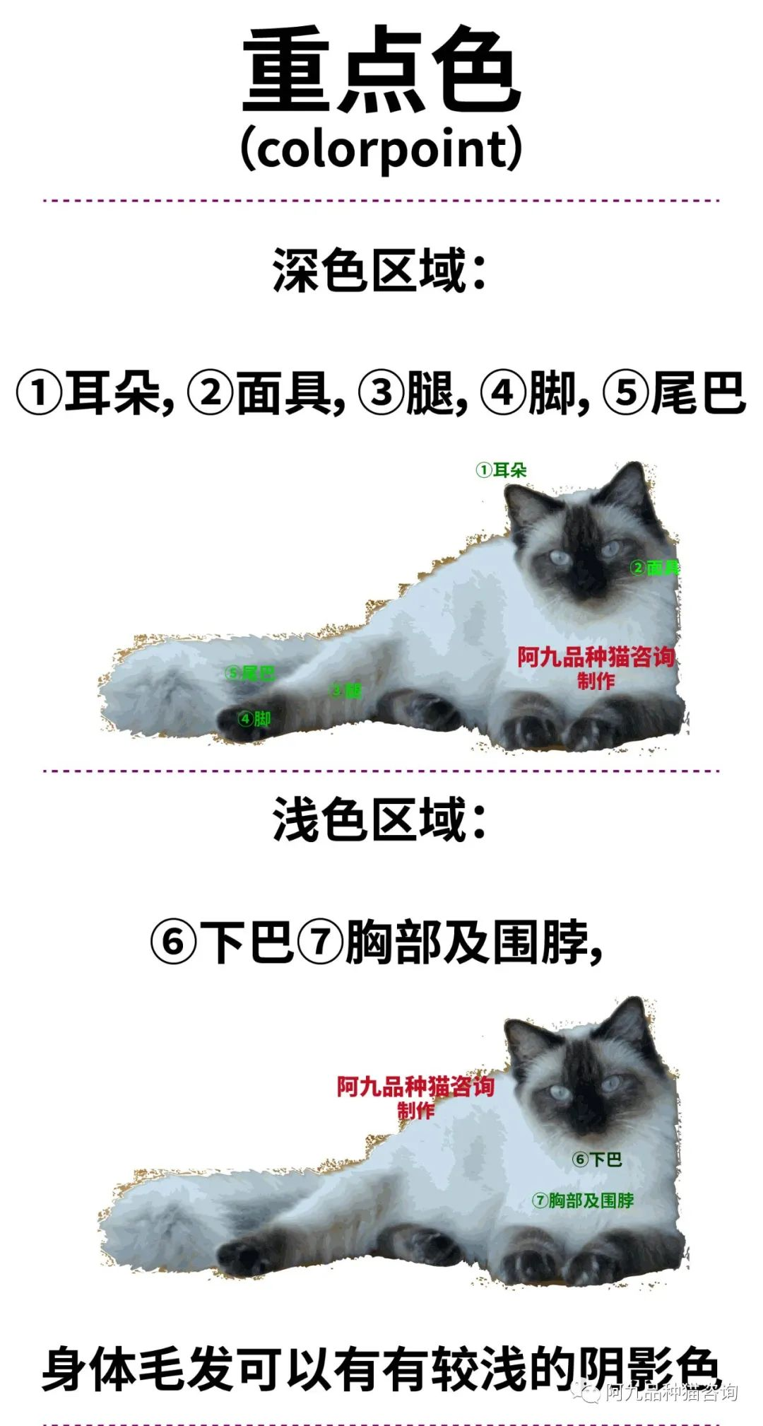 布偶猫面具失格图解图片