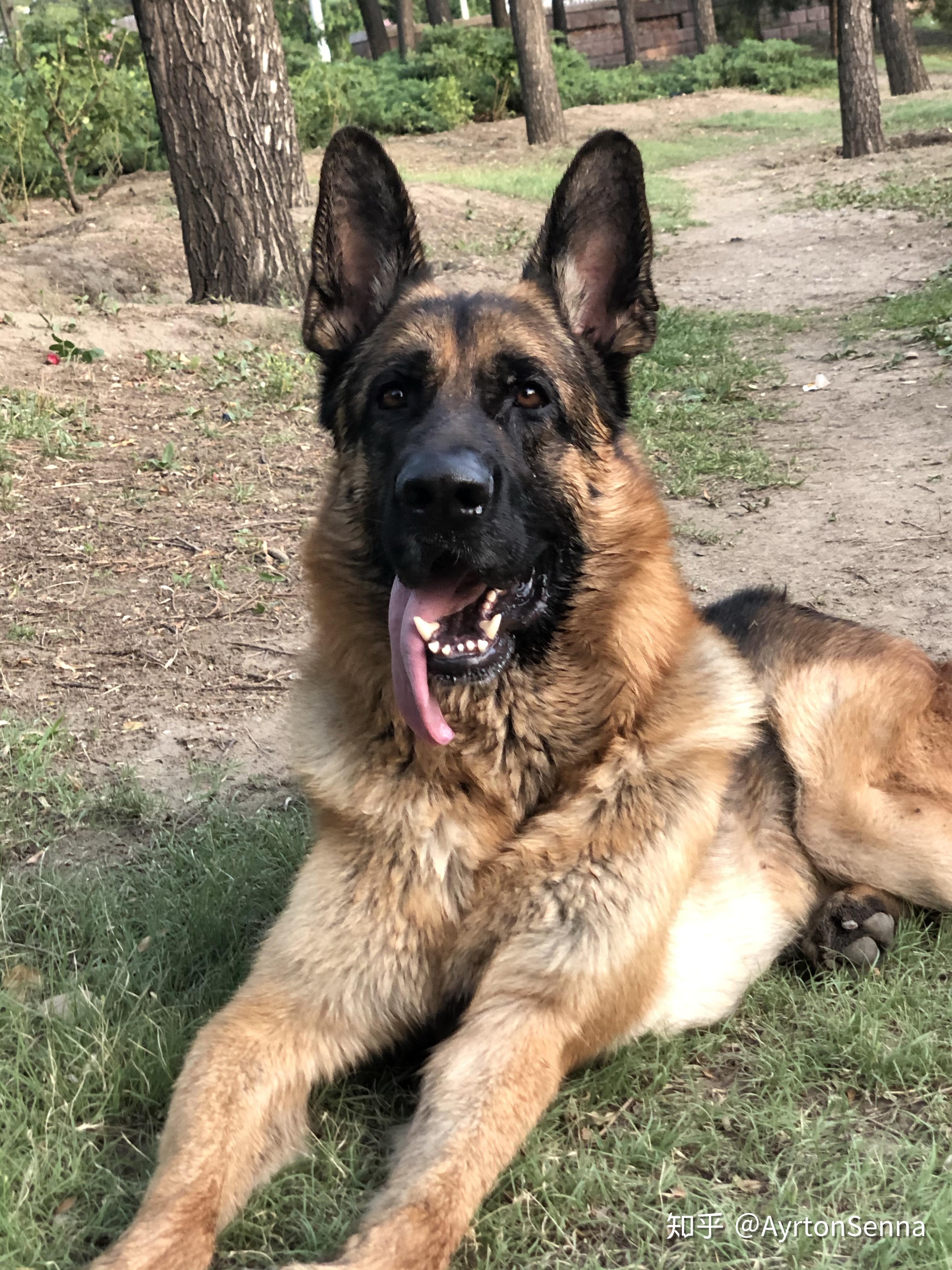 德牧公的和母的分别有什么优缺点