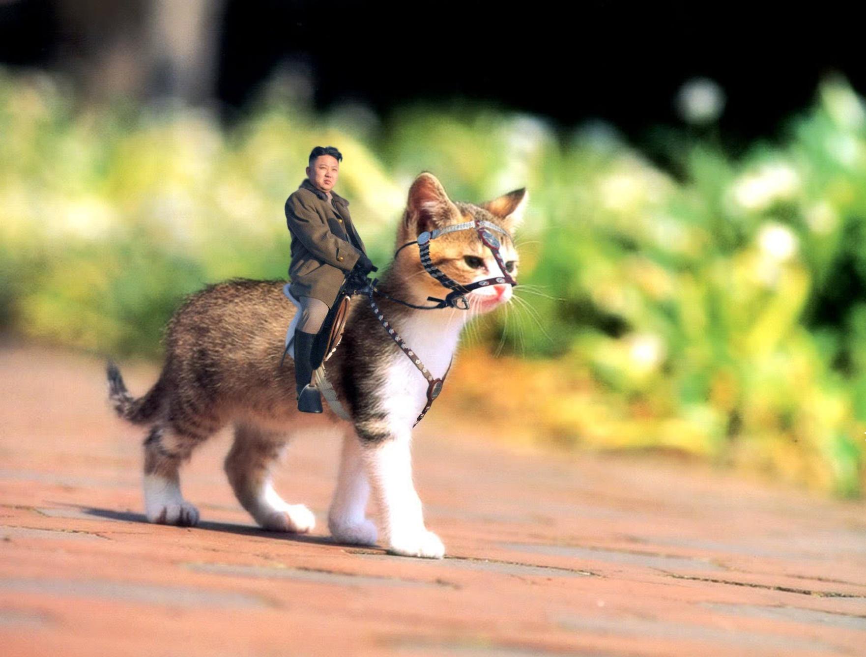 有没有什么骑着猫的头像图片