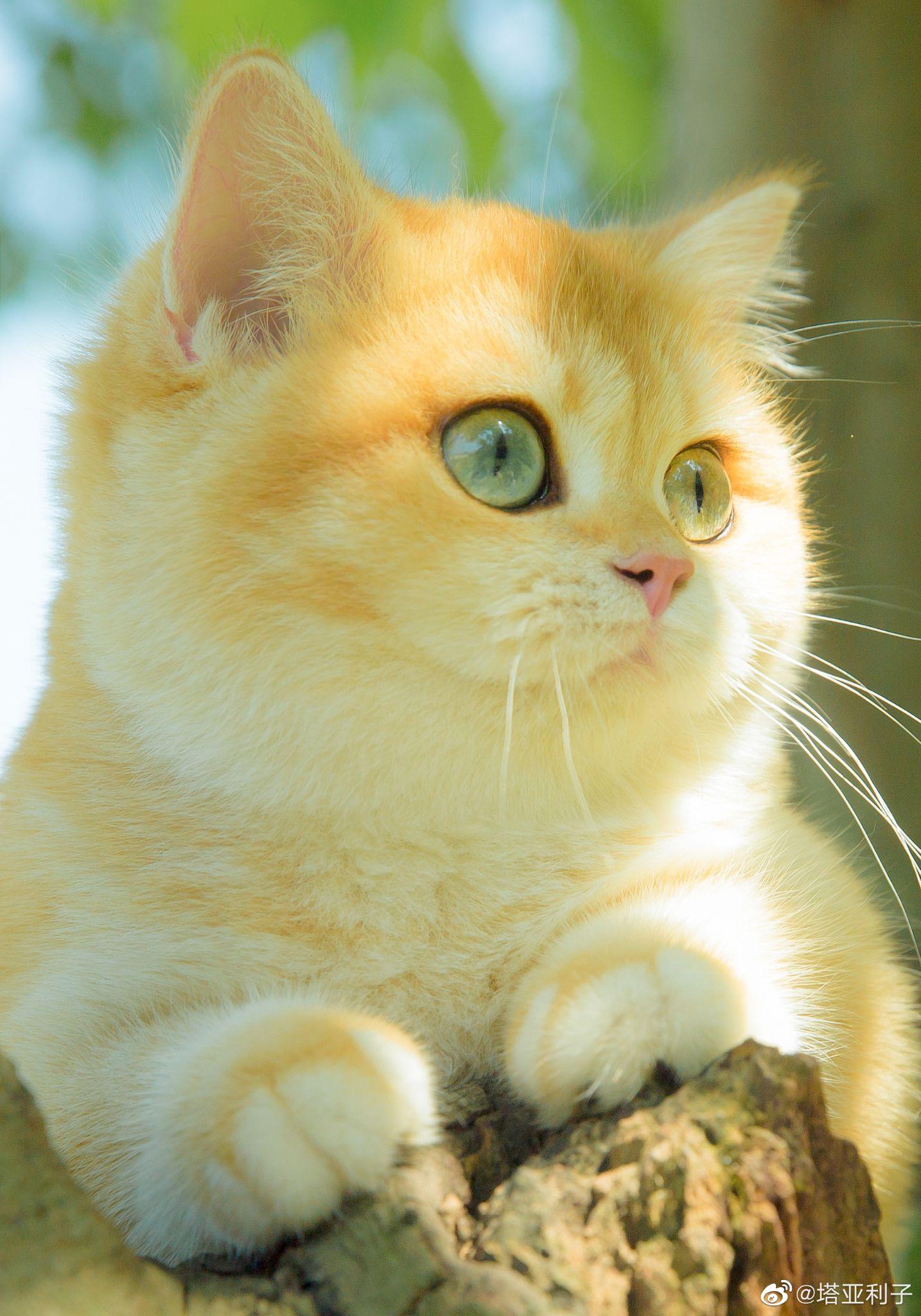 有哪些好看的猫咪壁纸或头像? - 知乎