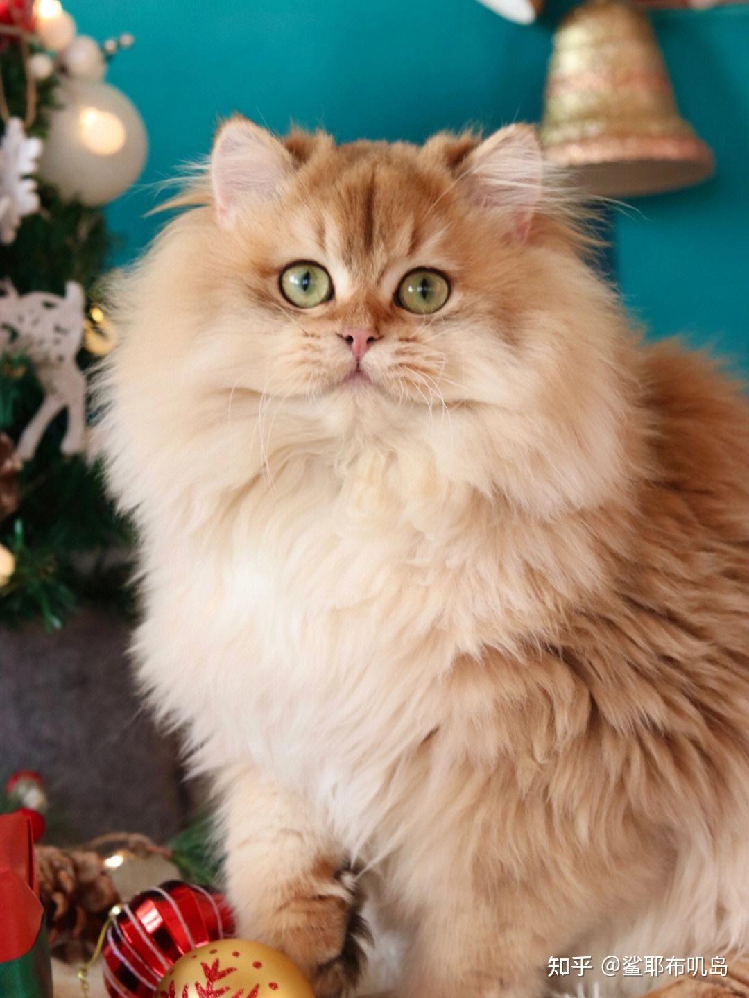 如何培养英国长毛猫的忠诚性