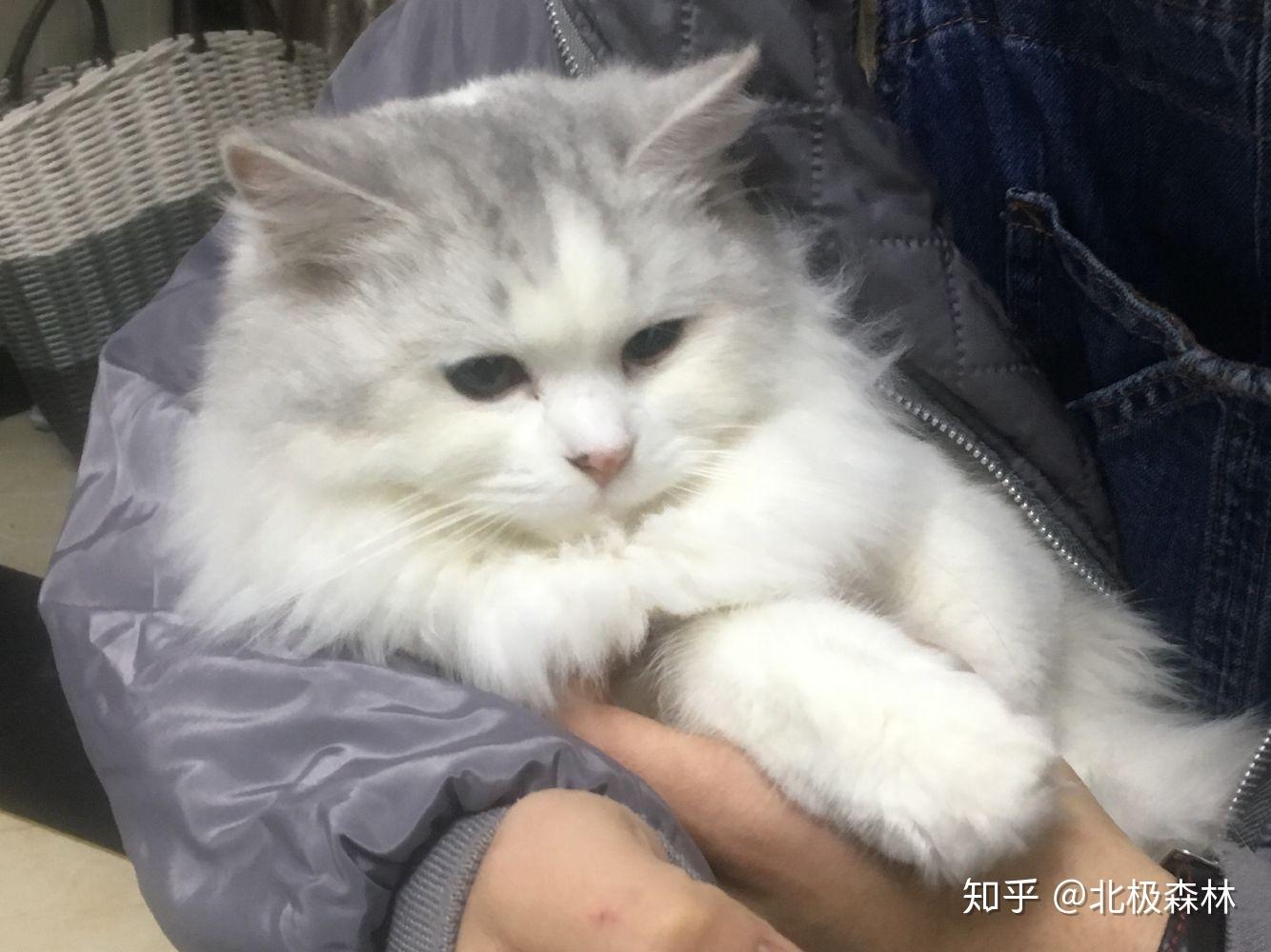 大神们美短返祖什么样子