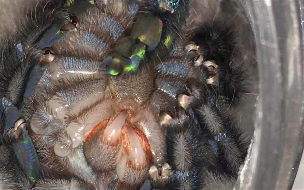 超清拍摄刚刚蜕皮的蓝绿色宠物蜘蛛 真的太美让你爱上蜘蛛~