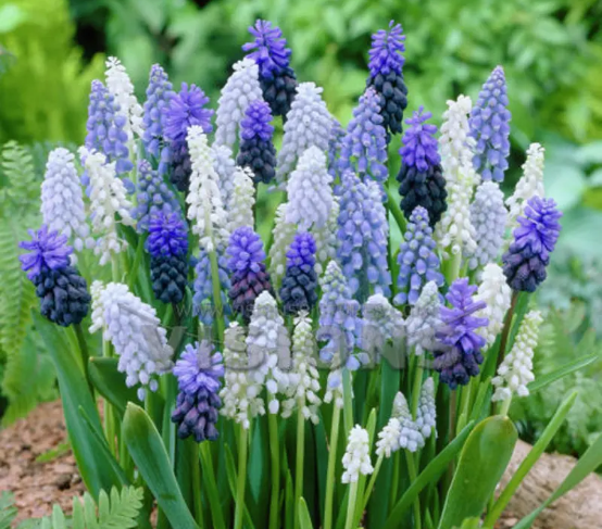 花的种类大全及名字,常见花的品种介绍