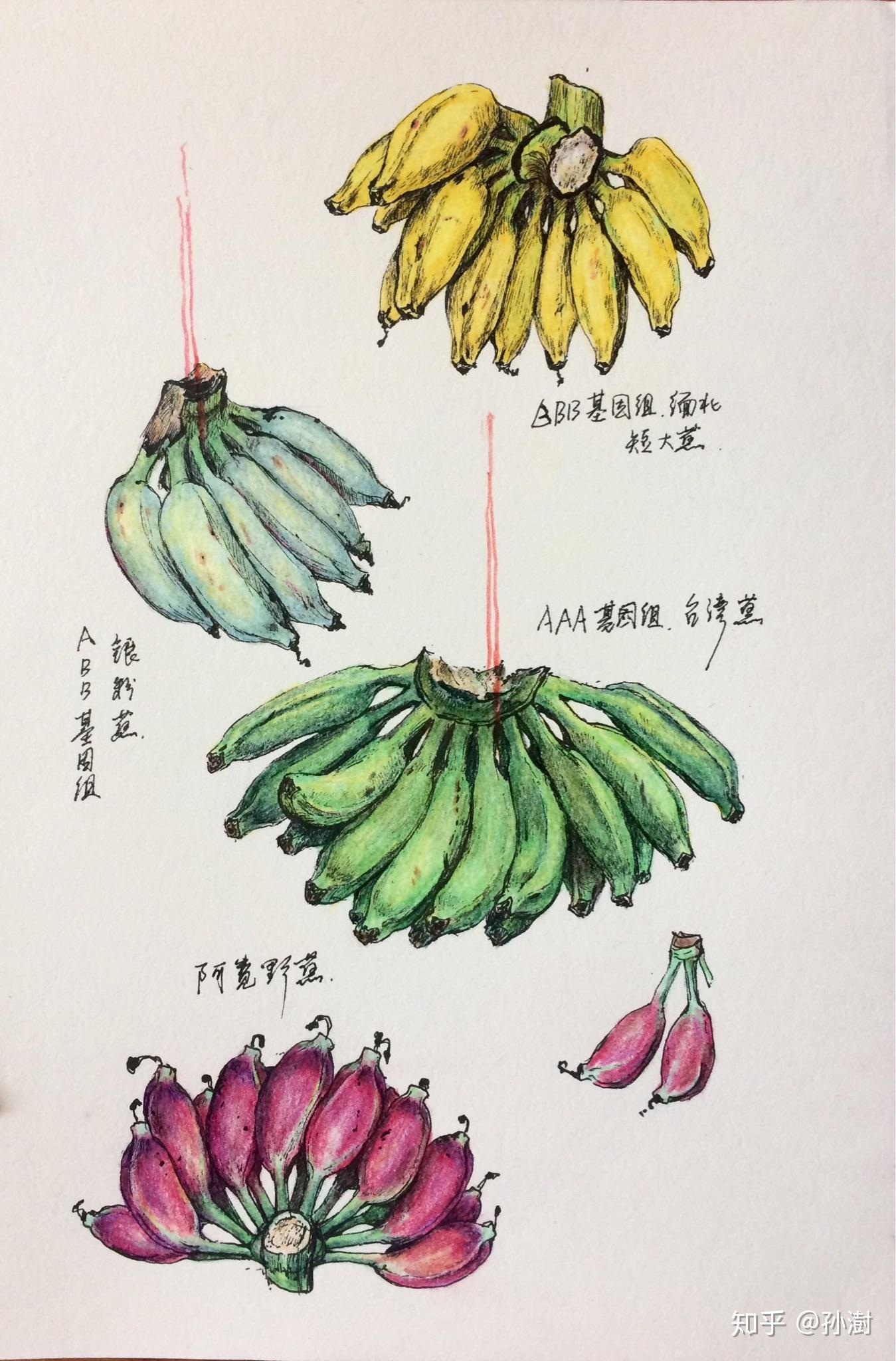 什么品种的香蕉最好吃
