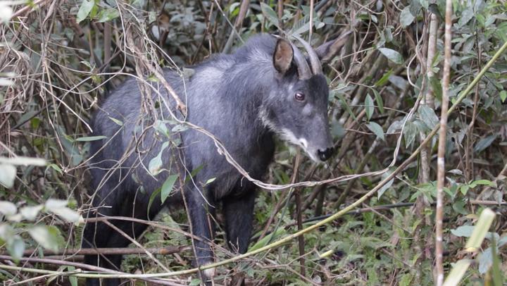 广东潮安发现"山驴子",体魄强壮头上长角,生性机警速度极快