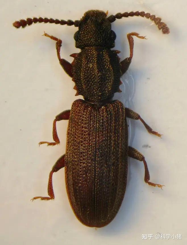 请问家里最近出现的这种小甲虫叫啥,是哪里来的?