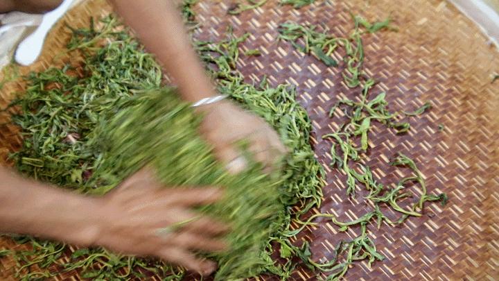 机制茶和手工茶有什么区别? - 知乎