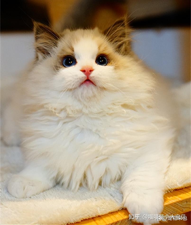 养“山东狮子猫”还是“布偶猫”,看完,你更青睐谁?
