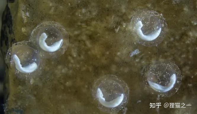 洞螈：7年不动、10年不食，还能百年不死？号称最接近龙的生物 - 知乎