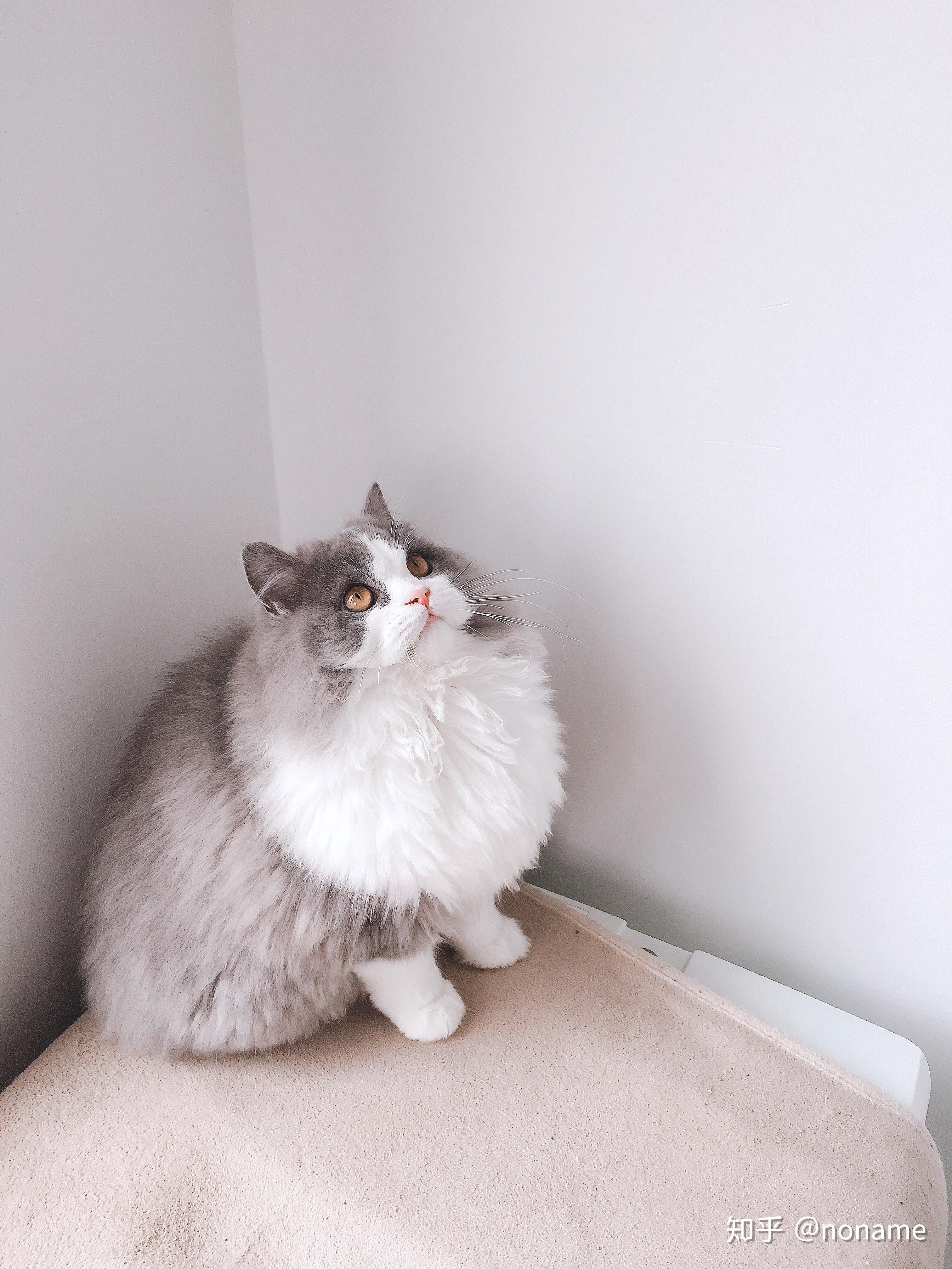 养高地猫是什么样的体验?