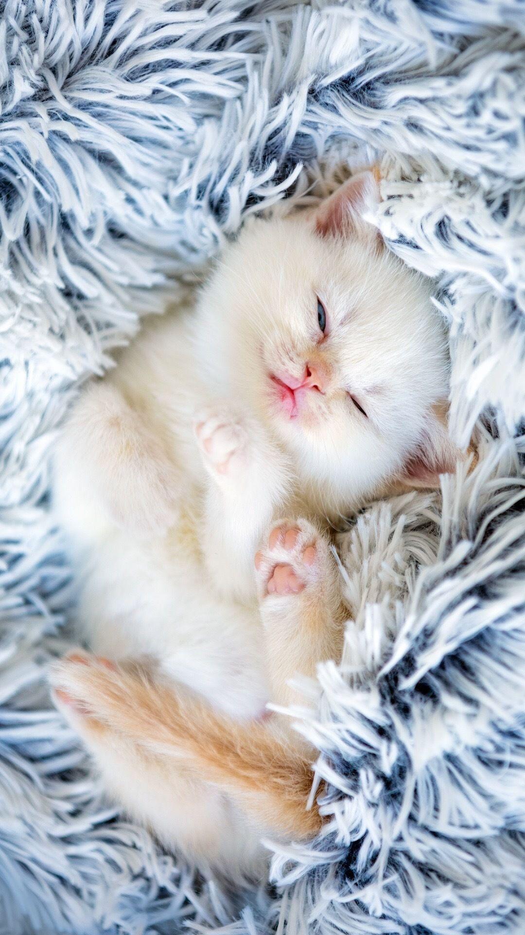 可以给我看看你们的猫咪壁纸屏保桌面吗