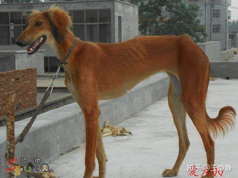 细狗为什么那么瘦? - 知乎
