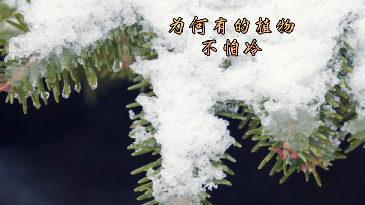 为啥有的植物冬天不怕冷,原来它们有办法 - 知乎