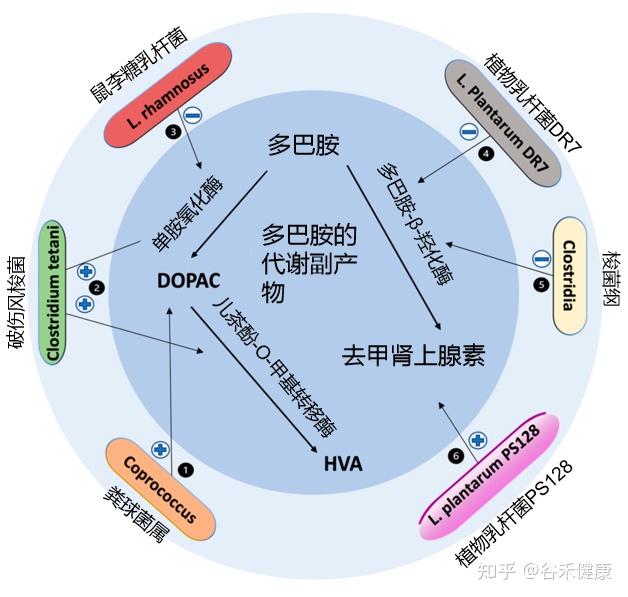 多巴胺:从肠道到大脑,掌控你奖赏、成瘾与健康的“超级信使” - 知乎