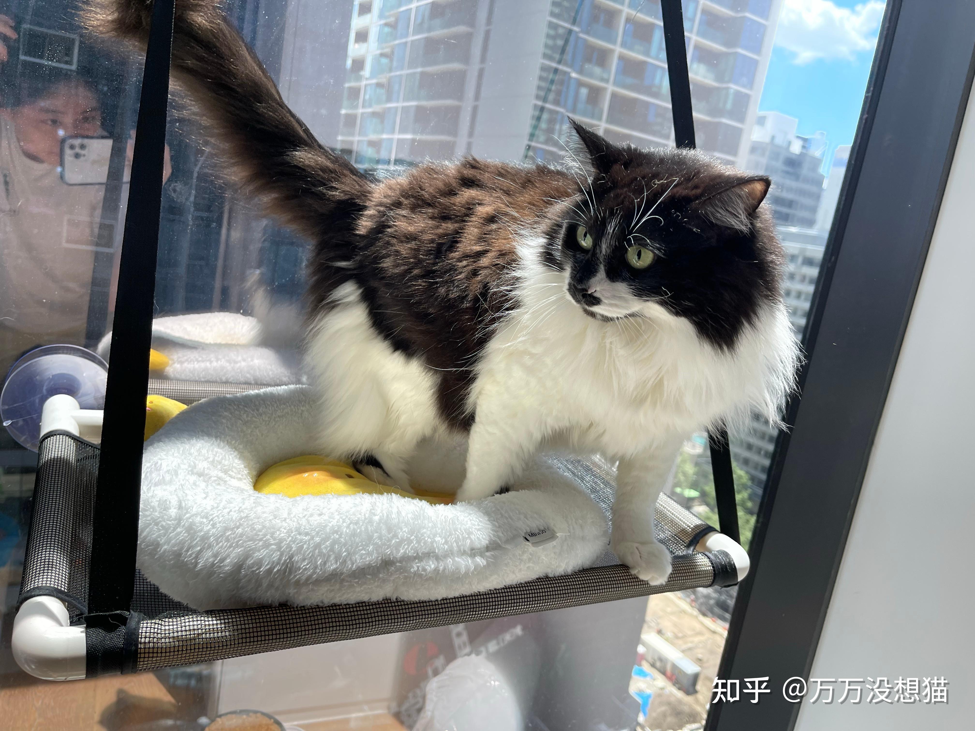 为什么第一次养猫不建议养母猫? - 知乎