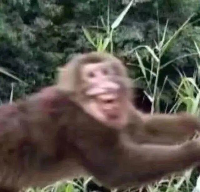 有哪些沙雕气很浓的头像