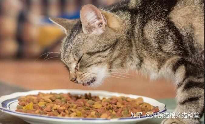 如何培养猫猫饮食好习惯 - 知乎